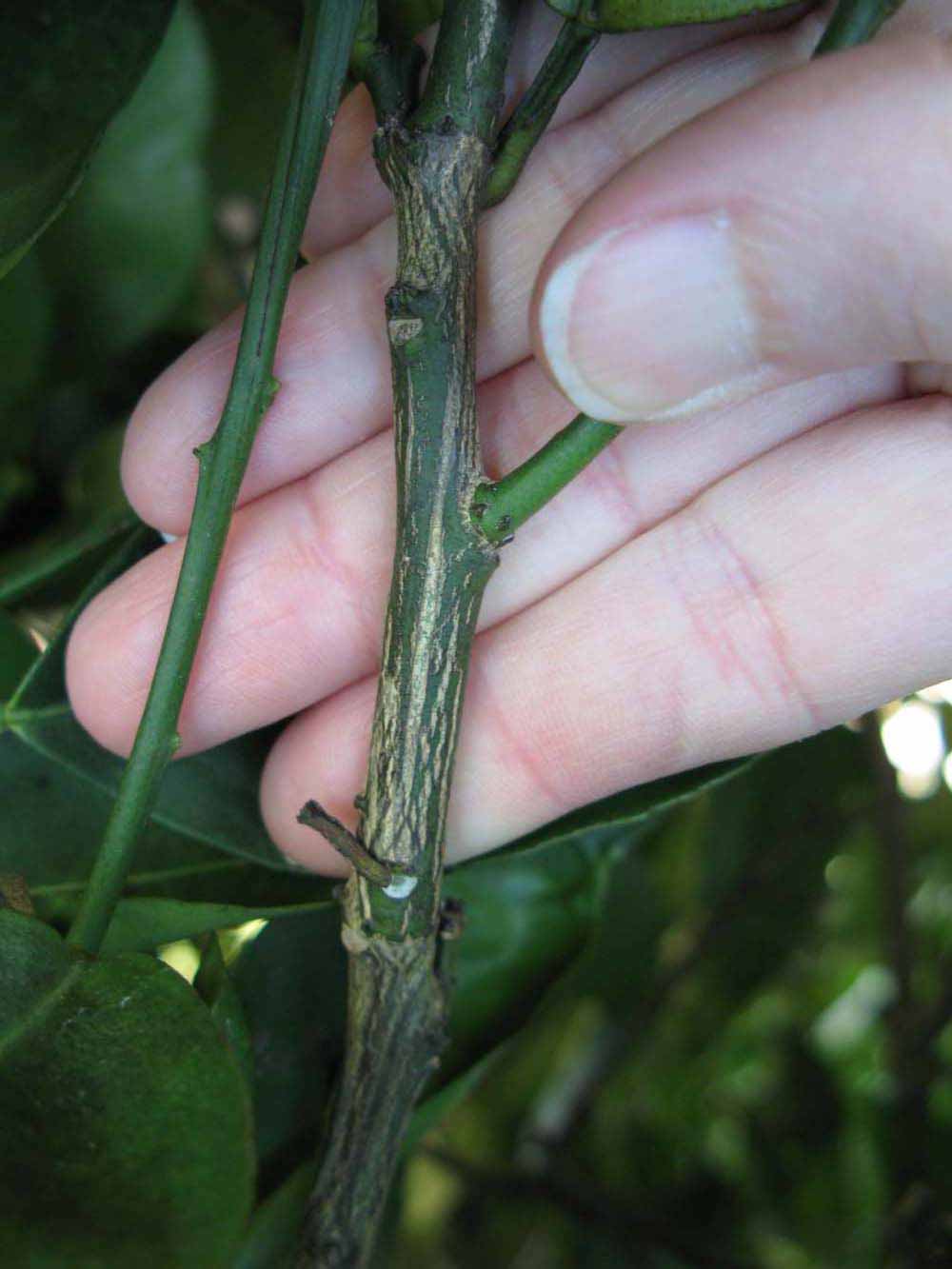              Second - third year twig (Winter Haven, FL)       